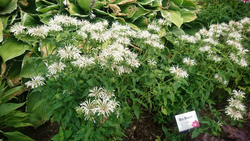 Monarda 'Bee Bright'